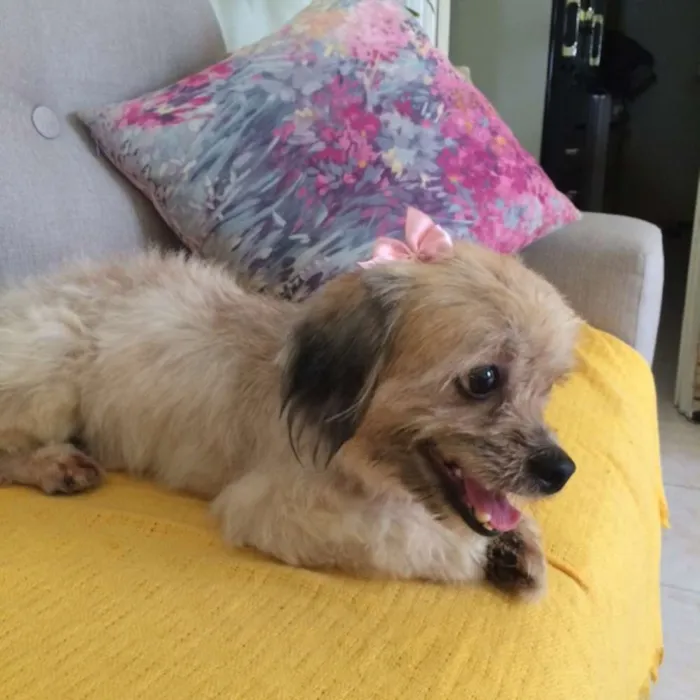 Cachorro ra a RND idade 4 anos nome cake