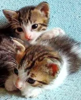 Gato raça Srd idade Abaixo de 2 meses nome Filhotes 