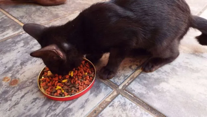 Gato ra a Não tem idade 2 a 6 meses nome Sem nome