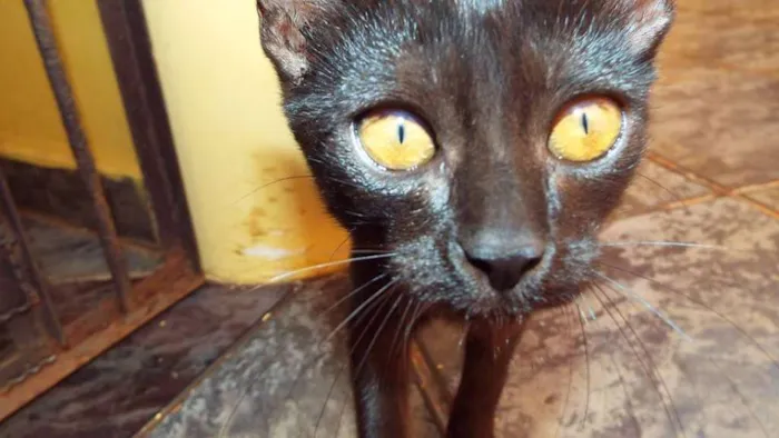 Gato ra a Não tem idade 2 a 6 meses nome Sem nome