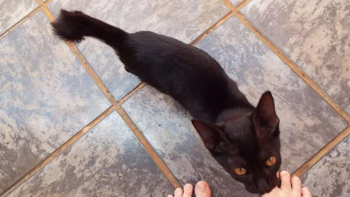 Gato ra a Não tem idade 2 a 6 meses nome Sem nome