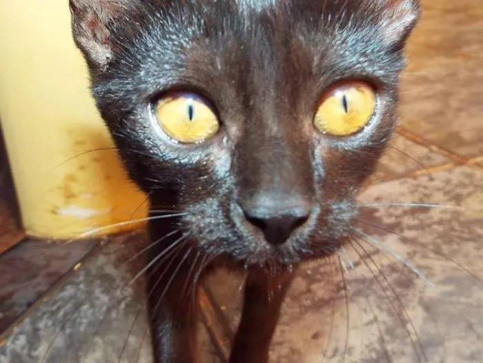 Gato ra a Não tem idade 2 a 6 meses nome Sem nome