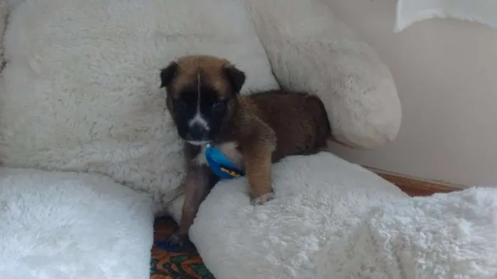 Cachorro ra a Não sei idade Abaixo de 2 meses nome Sussego