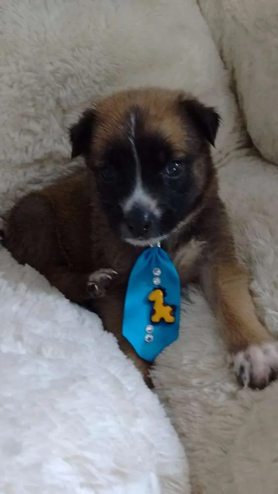 Cachorro ra a Não sei idade Abaixo de 2 meses nome Sussego