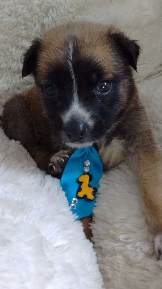 Cachorro ra a Não sei idade Abaixo de 2 meses nome Sussego