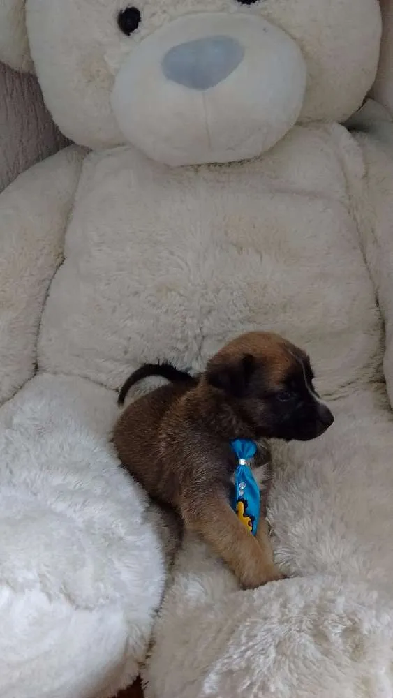 Cachorro ra a Não sei idade Abaixo de 2 meses nome Sussego