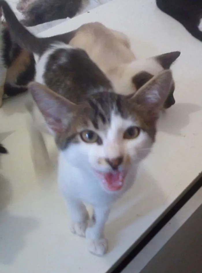 Gato ra a SRD idade 7 a 11 meses nome Lucas