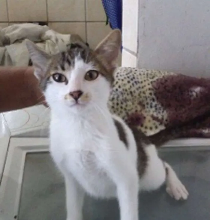 Gato ra a SRD idade 7 a 11 meses nome Lucas