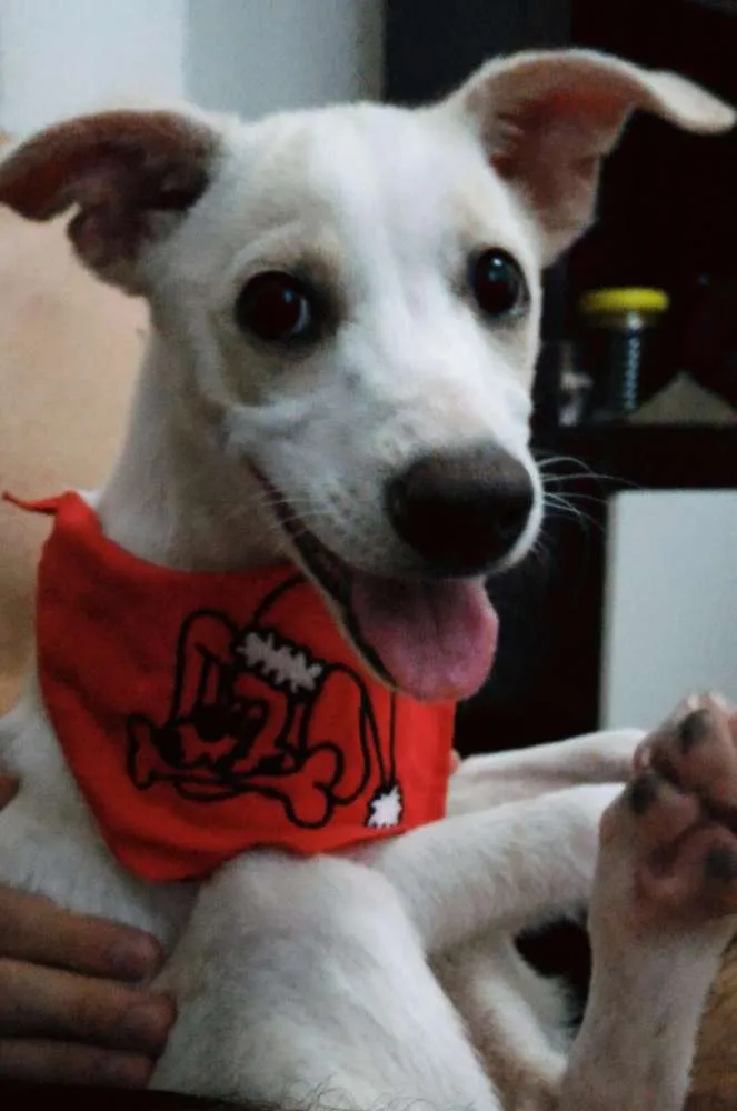 Cachorro raça Sem raça definida idade 2 a 6 meses nome Jake