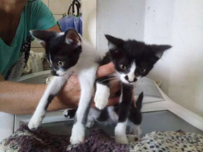 Gato ra a SRD idade 2 a 6 meses nome Bebês