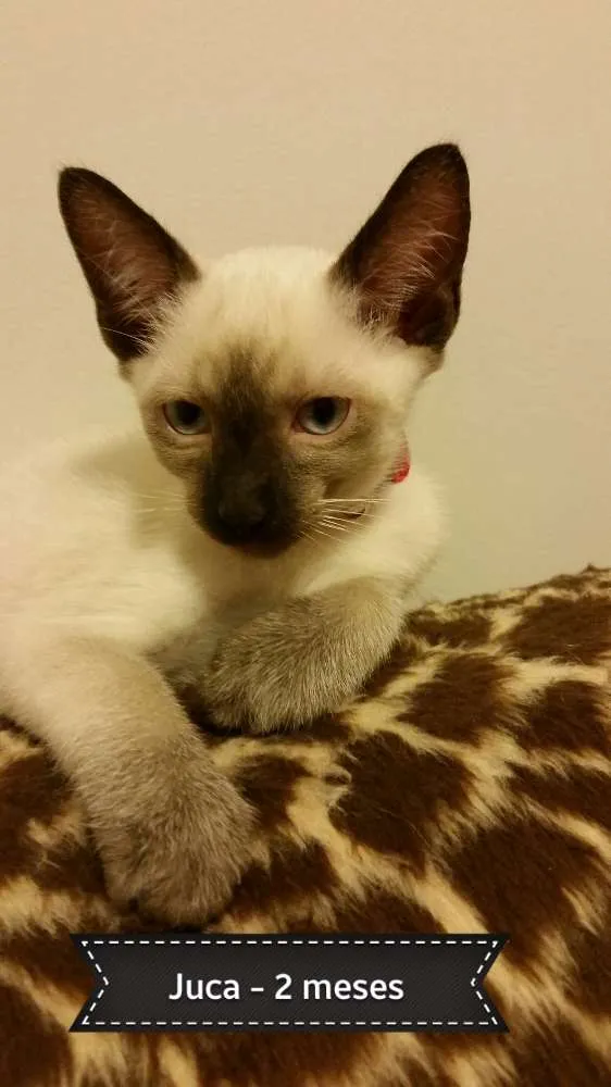 Gato ra a Siamês idade 2 a 6 meses nome Juca