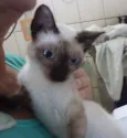 LÉO