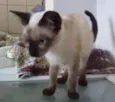 LÉO