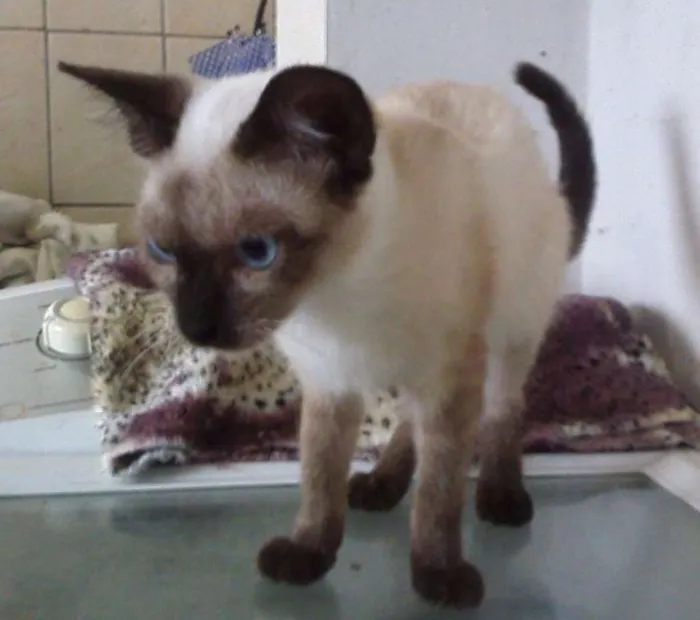 Gato ra a SRD idade 7 a 11 meses nome LÉO