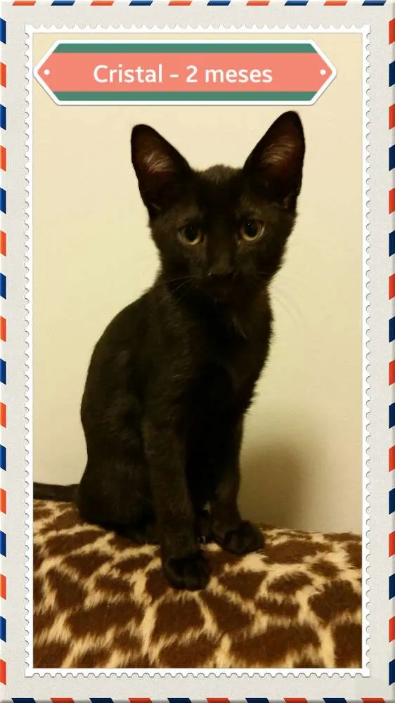 Gato ra a SRD idade 2 a 6 meses nome Cristal 