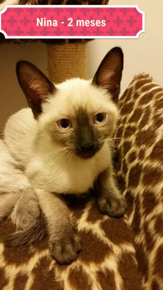 Gato ra a Siamês idade 2 a 6 meses nome Nina