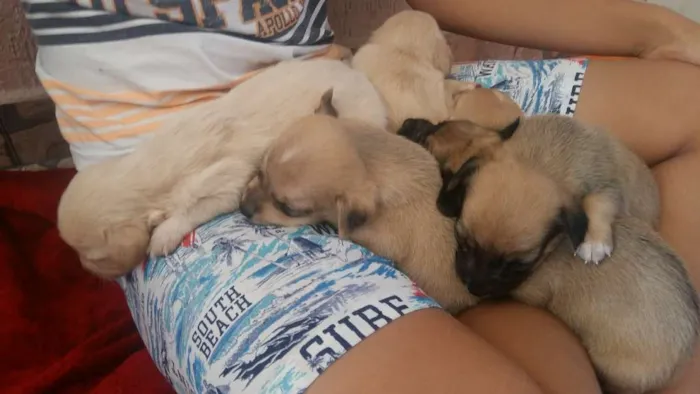 Cachorro ra a nao tem idade Abaixo de 2 meses nome nao tem 