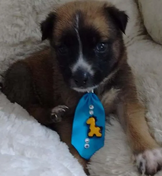 Cachorro ra a Não sei idade Abaixo de 2 meses nome Sussego