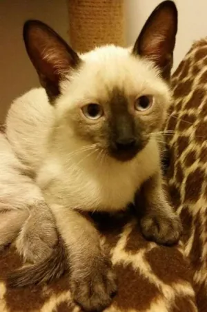 Gato raça Siamês idade 2 a 6 meses nome Nina