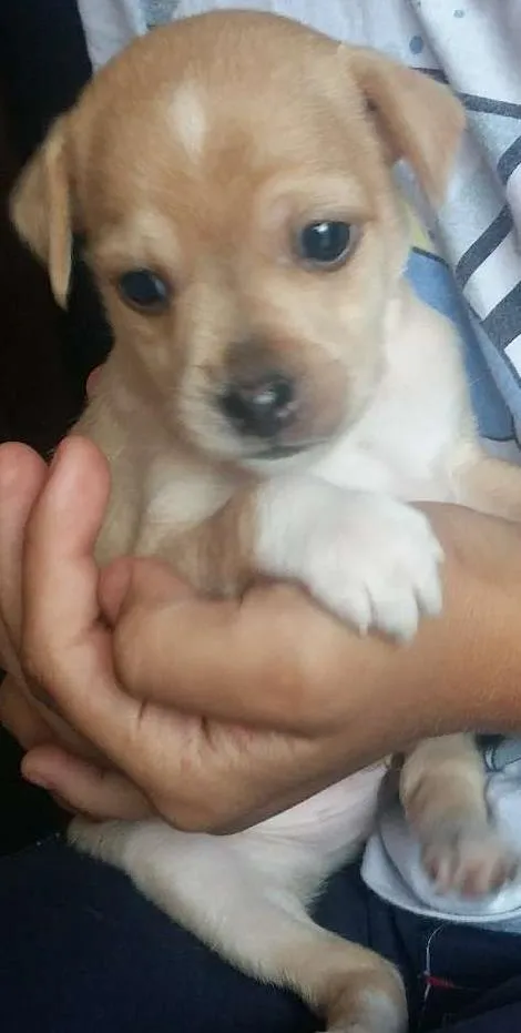 Cachorro ra a nao tem idade Abaixo de 2 meses nome nao tem 