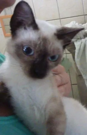 Gato raça SRD idade 7 a 11 meses nome LÉO