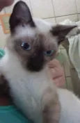 LÉO