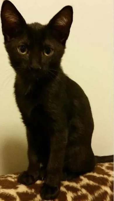 Gato ra a SRD idade 2 a 6 meses nome Cristal 