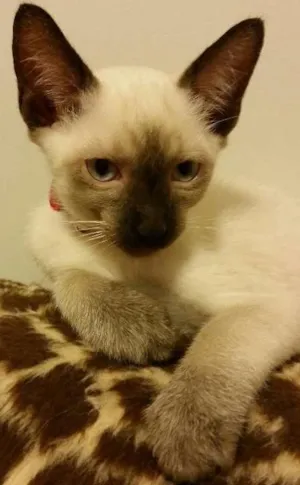 Gato raça Siamês idade 2 a 6 meses nome Juca