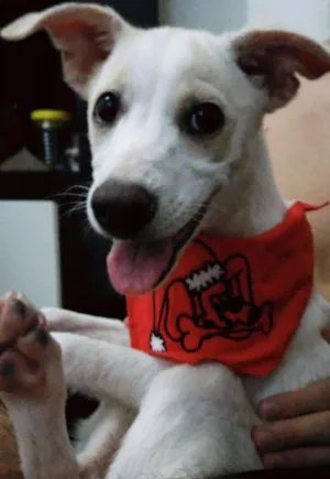 Cachorro raça Sem raça definida idade 2 a 6 meses nome Jake
