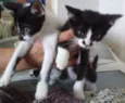 Bebês