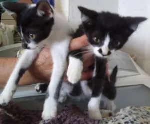 Gato raça SRD idade 2 a 6 meses nome Bebês