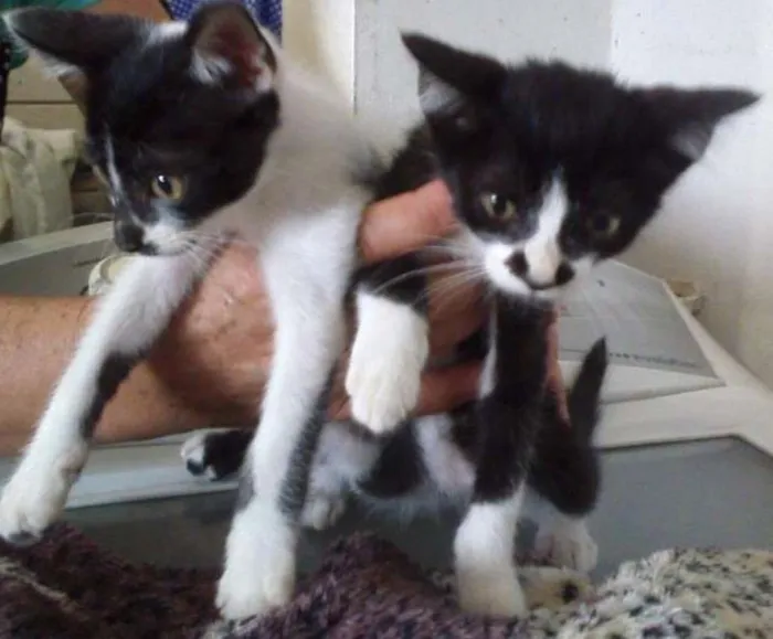 Gato ra a SRD idade 2 a 6 meses nome Bebês
