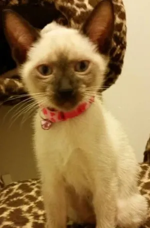 Gato raça Siamês idade 2 a 6 meses nome Sofi