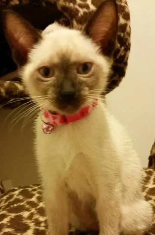Gato ra a Siamês idade 2 a 6 meses nome Sofi