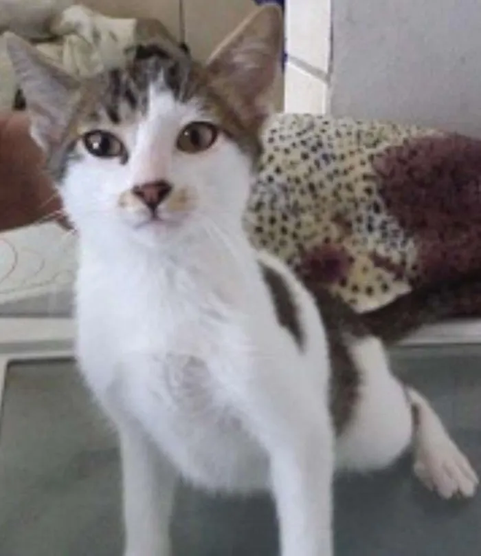 Gato ra a SRD idade 7 a 11 meses nome Lucas