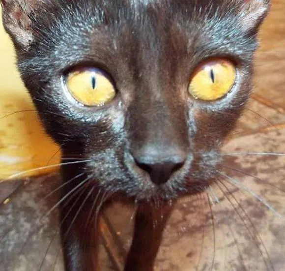 Gato ra a Não tem idade 2 a 6 meses nome Sem nome