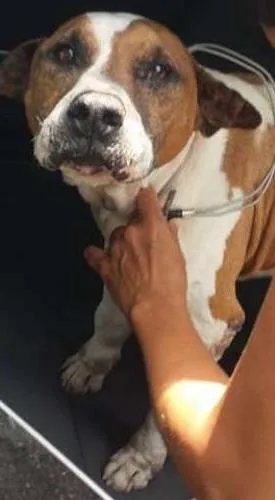 Cachorro ra a Mestiço de Pit bull idade 6 ou mais anos nome Duke