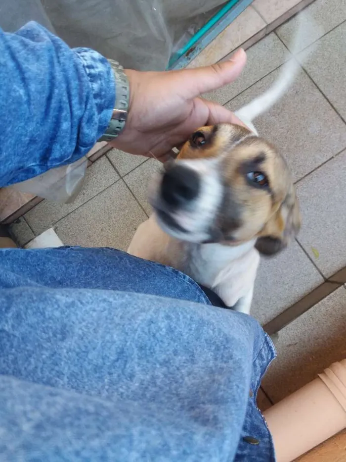 Cachorro ra a RND idade 7 a 11 meses nome Judite