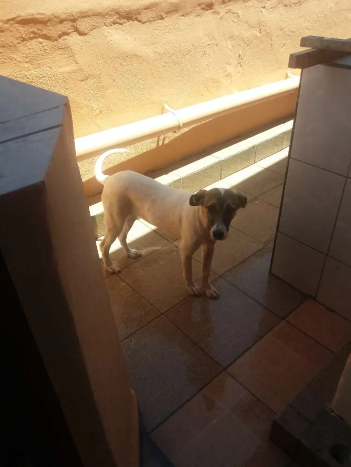 Cachorro ra a RND idade 7 a 11 meses nome Judite