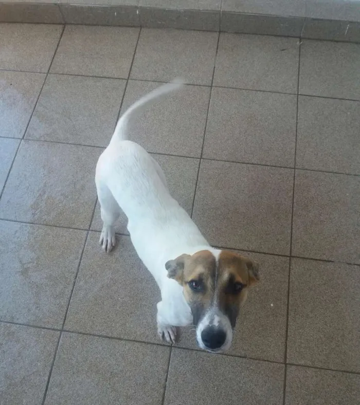 Cachorro ra a RND idade 7 a 11 meses nome Judite
