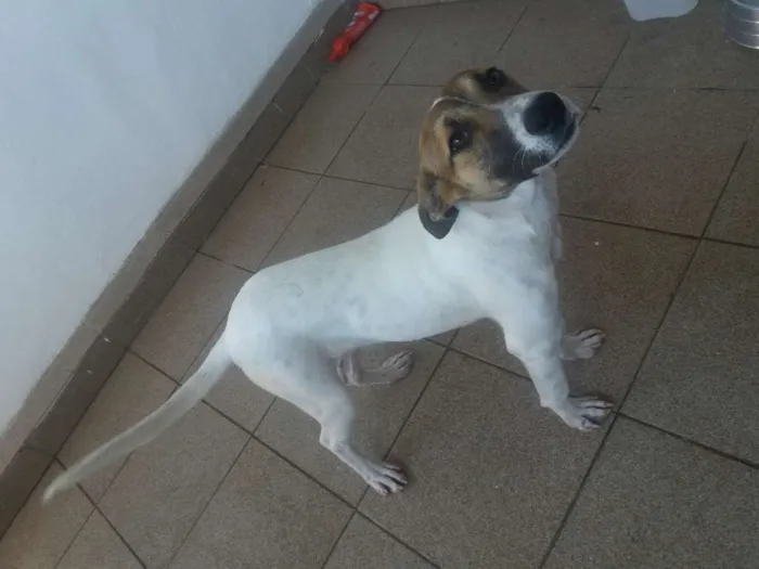 Cachorro ra a RND idade 7 a 11 meses nome Judite