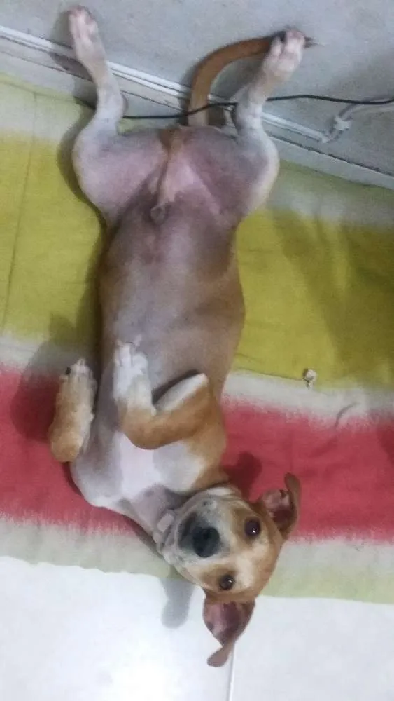 Cachorro raça Indefinido idade 2 a 6 meses nome Maverick