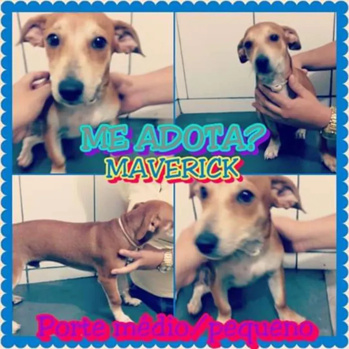 Cachorro raça Indefinido idade 2 a 6 meses nome Maverick