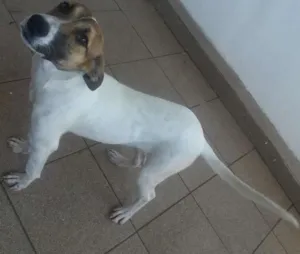 Cachorro raça RND idade 7 a 11 meses nome Judite
