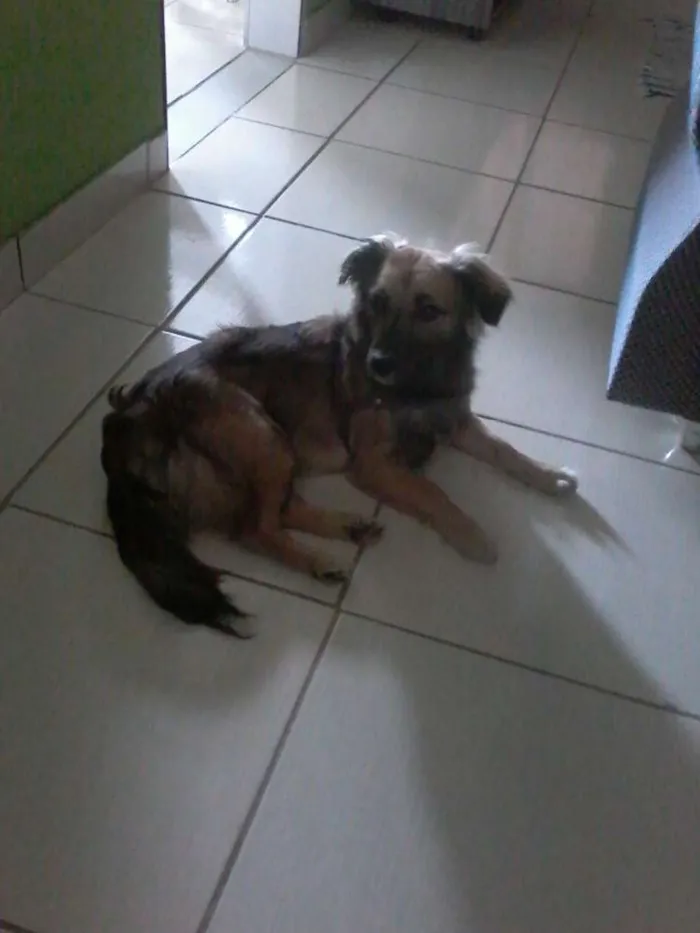 Cachorro ra a vira lata idade 2 anos nome pituca