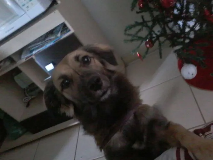 Cachorro ra a vira lata idade 2 anos nome pituca