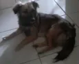 pituca