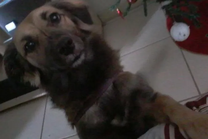 Cachorro ra a vira lata idade 2 anos nome pituca