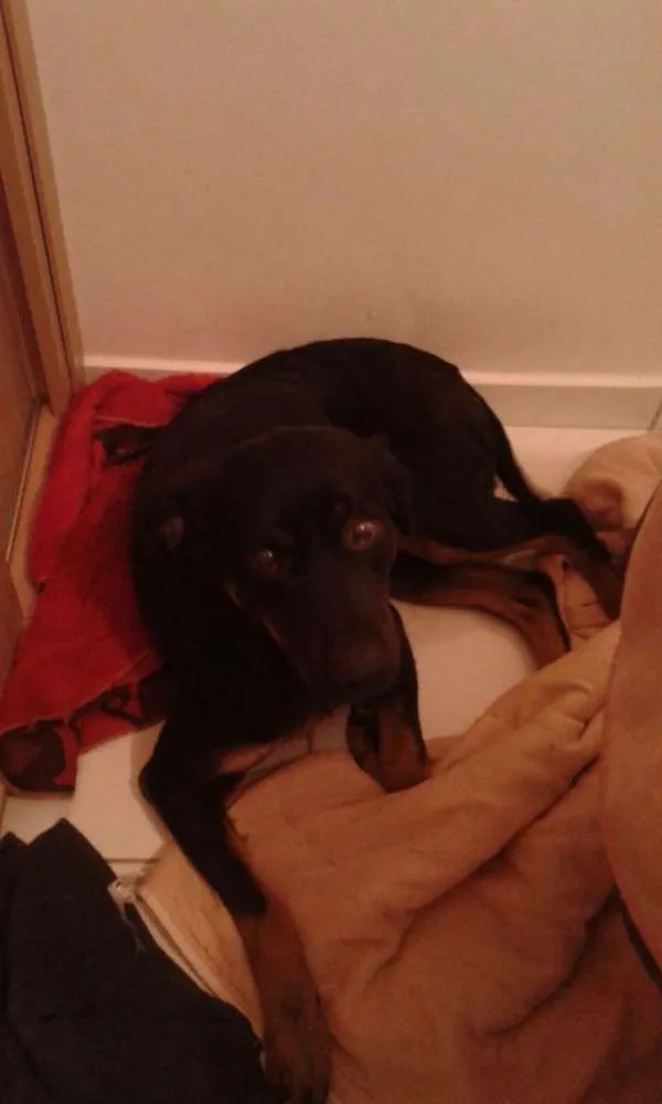 Cachorro ra a RND idade 4 anos nome Emilia