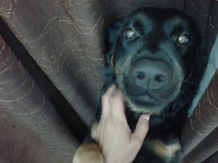 Cachorro ra a RND idade 4 anos nome Emilia